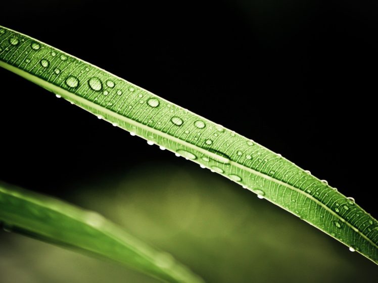 green, Grass, Sunlight, Water, Drops, Macro HD Wallpaper Desktop Background