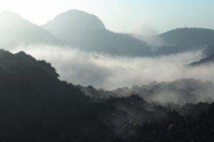 landscapes, Mountains, Trees, Jungle, Forest, Fog, Mist, Sunlight