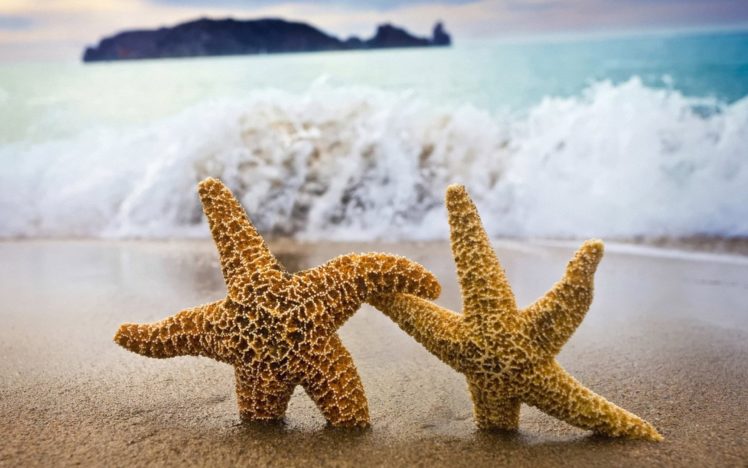 water, Starfish, Beaches HD Wallpaper Desktop Background