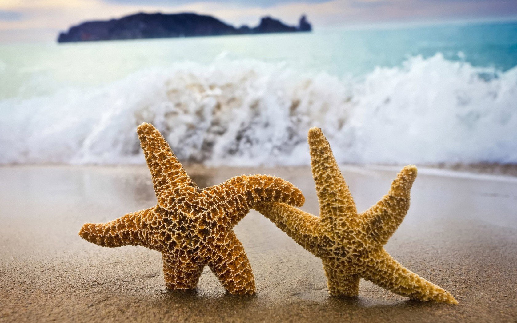 water, Starfish, Beaches Wallpaper