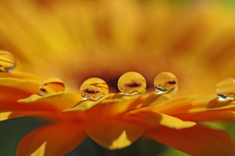 flower, Petals, Drops, Water, Macro HD Wallpaper Desktop Background