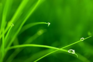 grass, Drops, Water, Herbs, Macro