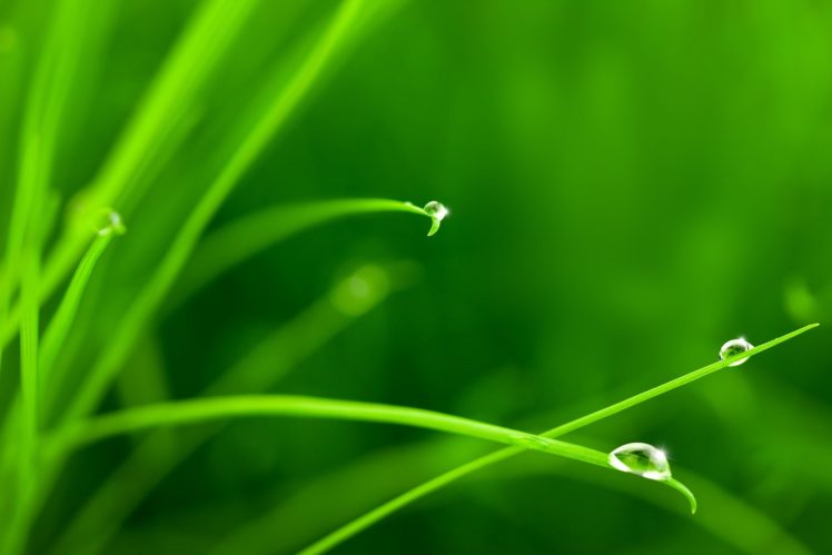 grass, Drops, Water, Herbs, Macro HD Wallpaper Desktop Background