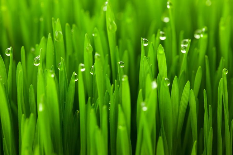 grass, Macro, Dew, Drops, Water HD Wallpaper Desktop Background