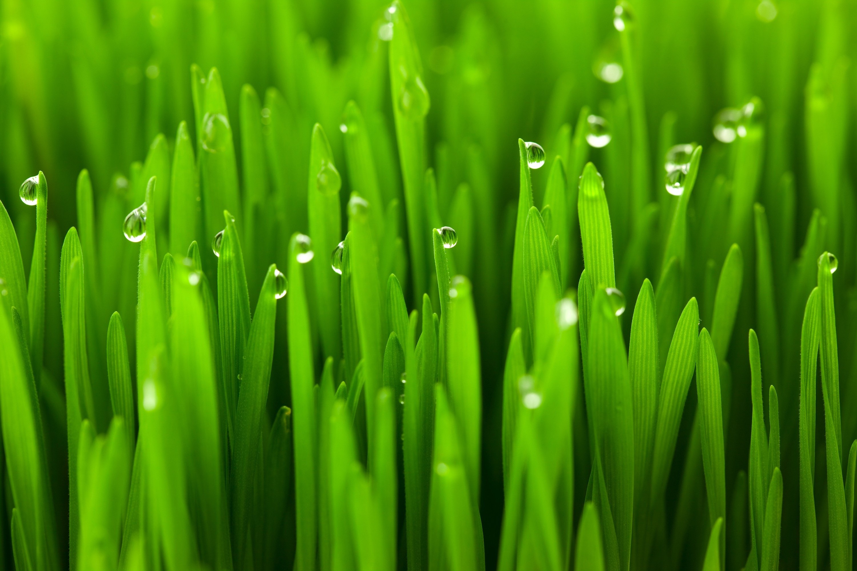 grass, Macro, Dew, Drops, Water Wallpaper