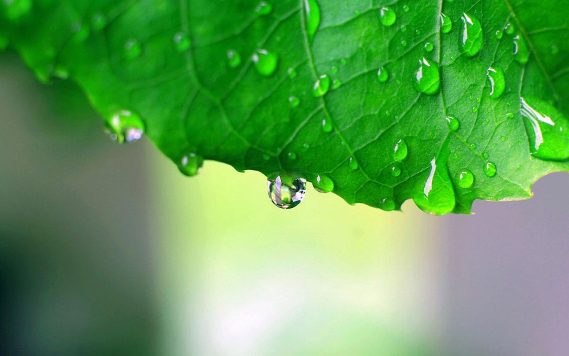 macro, Leaf, Drops, Water, Bokeh Wallpaper
