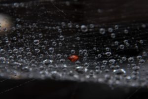 web, Drops, Dew, Black, Background, Close up