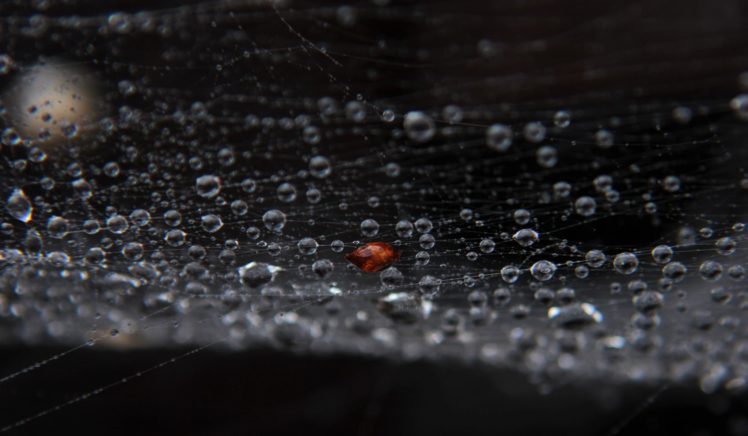 web, Drops, Dew, Black, Background, Close up HD Wallpaper Desktop Background