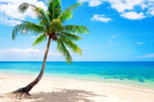 palm, Paradise, Emerald, Ocean, Tropical, Coast, Blue, Beach, Sea