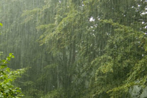 rain, Trees