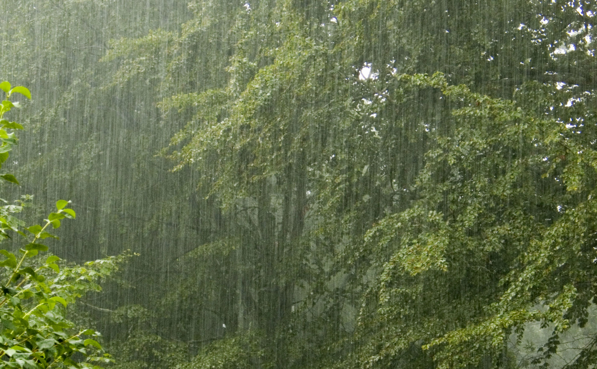 rain, Trees Wallpaper