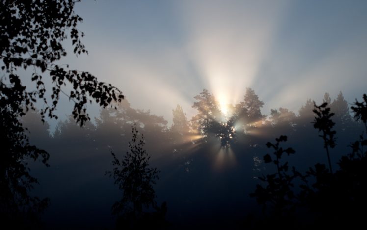 trees, Forest, Woods, Sky, Dawn, Morning, Filtered, Sunlight, Beams, Rays, Sunrise, Fog HD Wallpaper Desktop Background