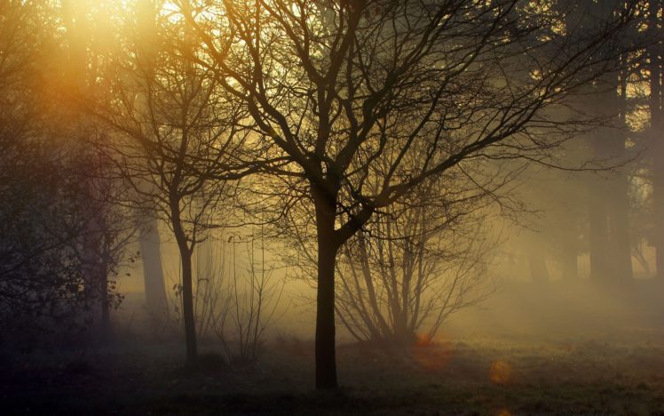 , 1, Landscapes, Trees, Forest, Woods, Sunlight, Filtered, Fog, Mist HD Wallpaper Desktop Background