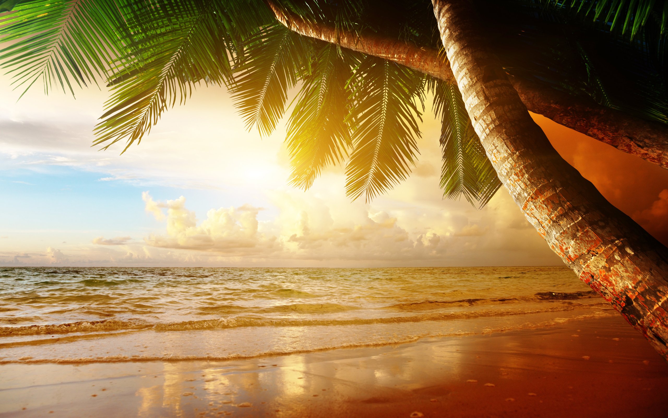 beach, Coast, Tropical, Ocean, Sunset, Palm, Paradise, Summer, Sea Wallpaper