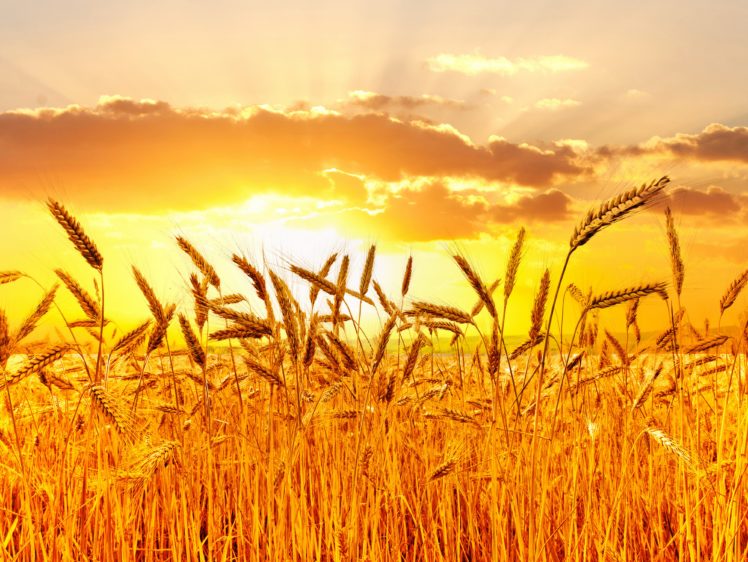 fields, Sunrises, And, Sunsets, Sky, Ear, Botany, Nature, Wheat, Grass, Bokeh HD Wallpaper Desktop Background