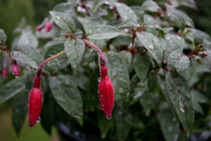 fusia, Flowers, Rain