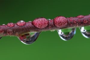 droplet, Magnified, Branch