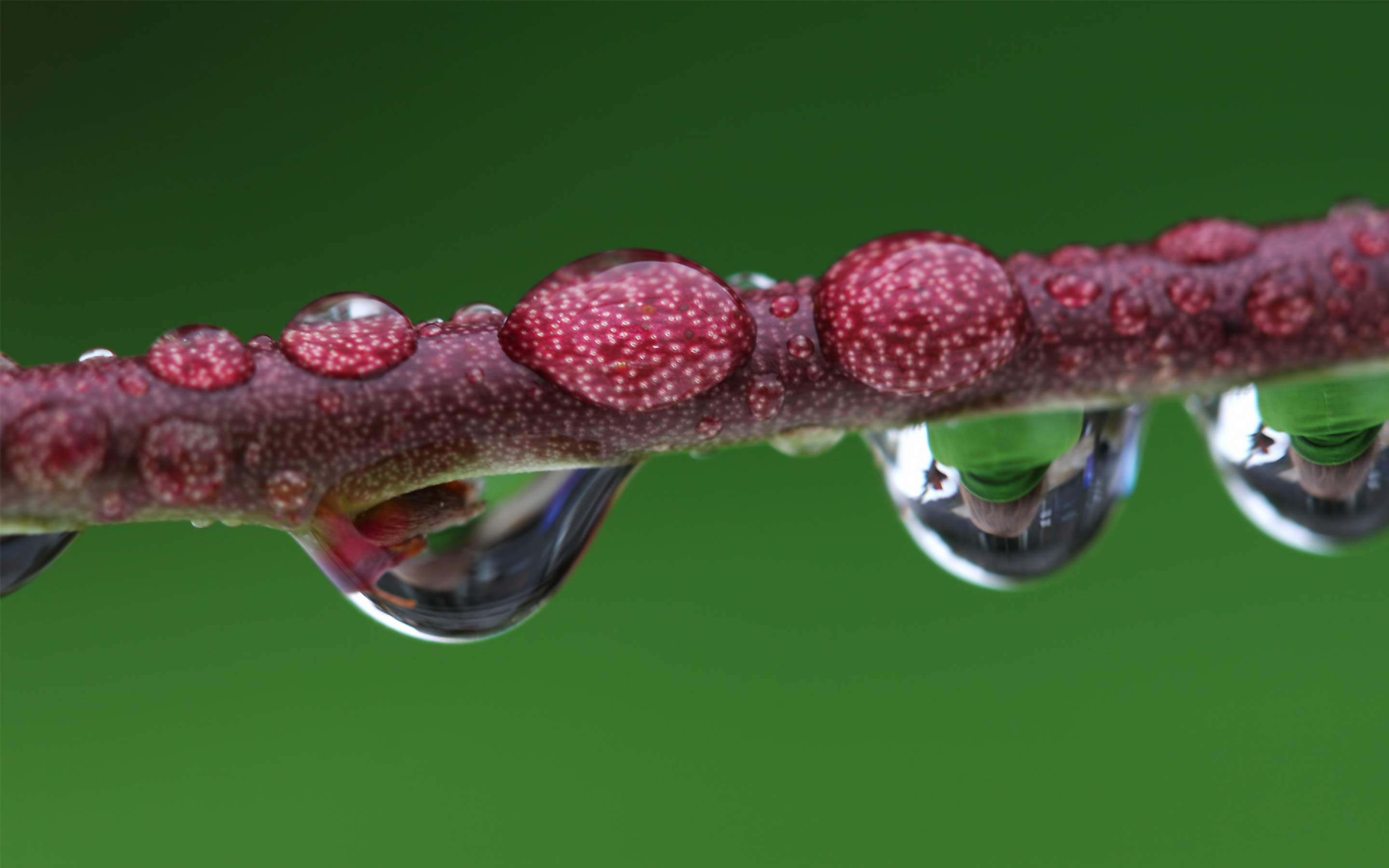 droplet, Magnified, Branch Wallpaper