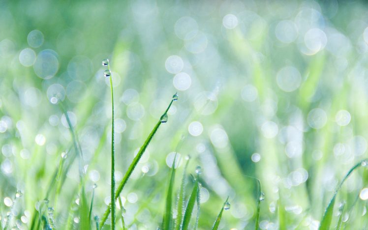 grass, And, Dew HD Wallpaper Desktop Background