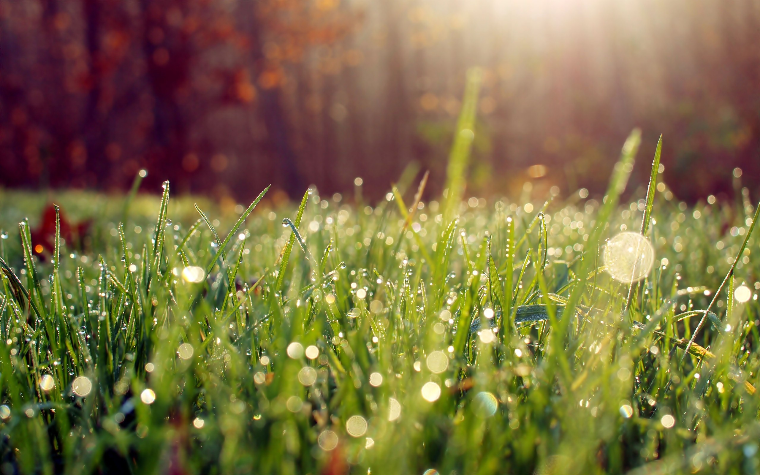 morning, Dew, On, Grass