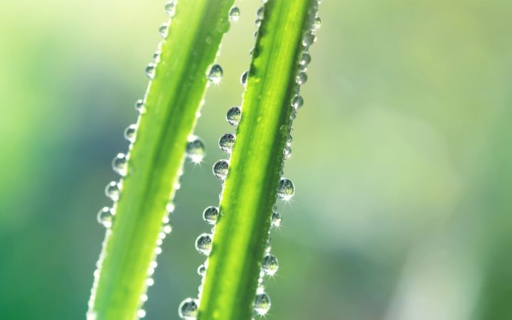 nature, Drops, Water, Macro, Plants HD Wallpaper Desktop Background