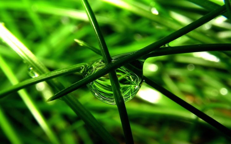 Nature Water Drops Macro Green Leaves Plants Wallpapers Hd