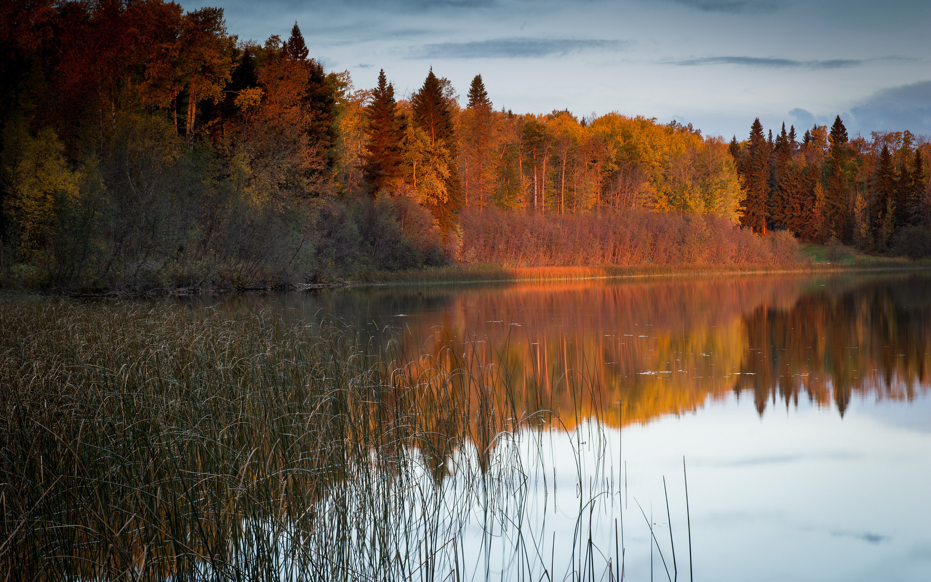 nature Landscapes Lakes Reflection Reeds  Grass Trees 