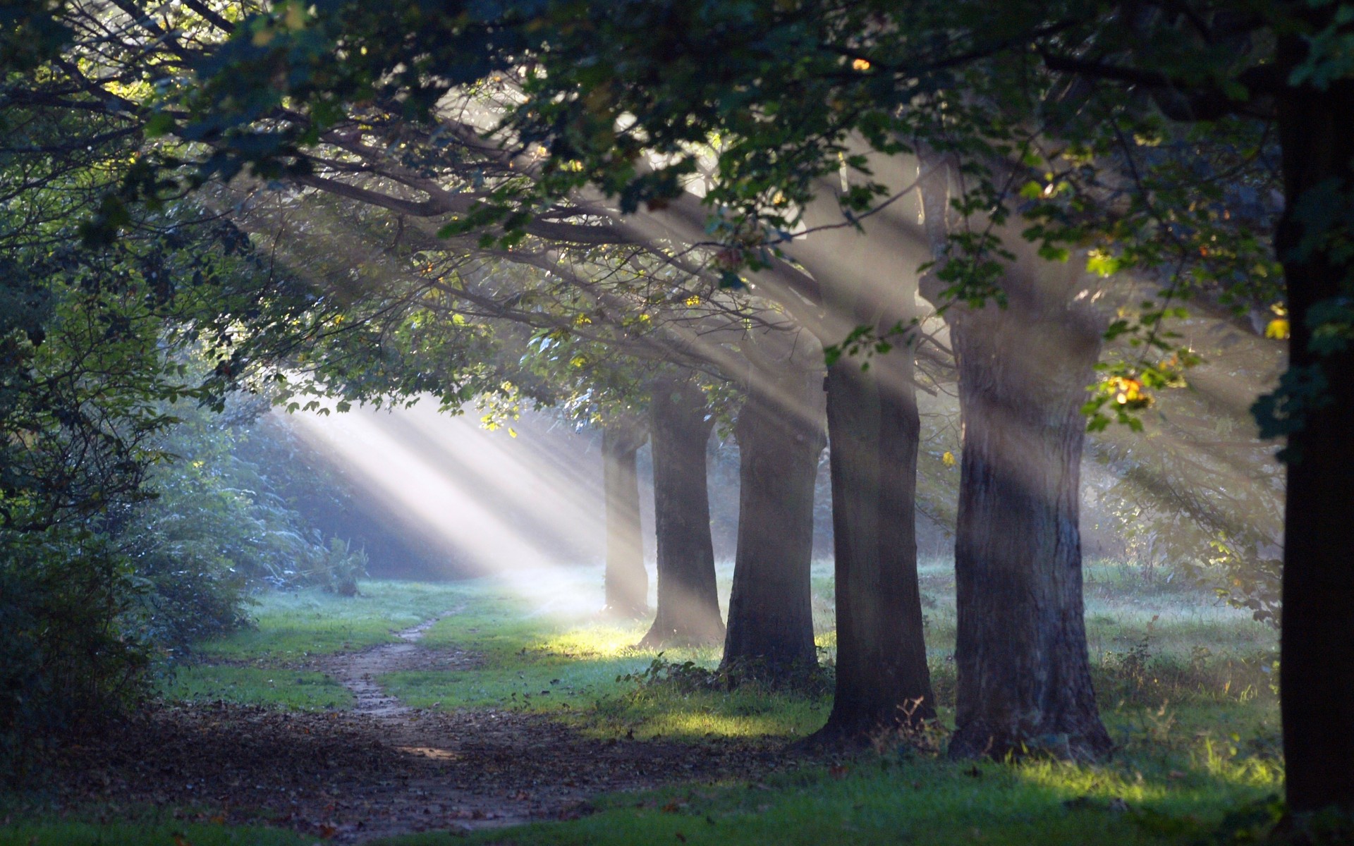 nature, Landscapes, Trees, Path, Trail, Sunlight, Filtered, Beams, Rays, Leaves Wallpaper