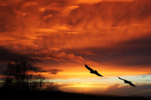 birds, Silhouette, Sunset, Orange, Sky, Flight, Animals, Landscapes, Clouds