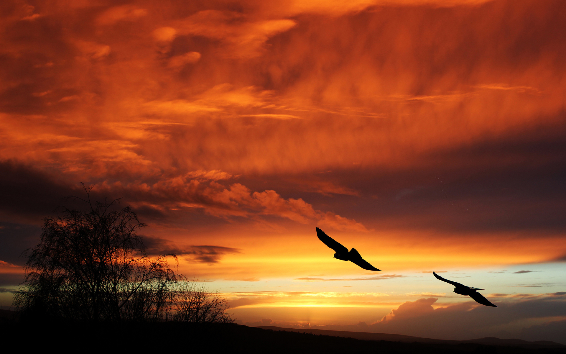 birds, Silhouette, Sunset, Orange, Sky, Flight, Animals, Landscapes