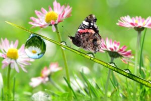 butterfly, Insects, Nature, Drops, Water, Flowers, Lakes, Lily, Pads, Reflection, Close, Up