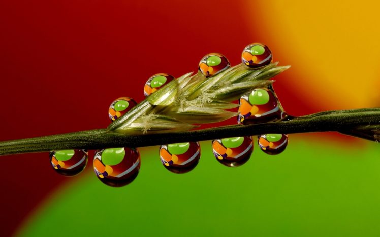 water, Drops, Nature, Plants, Grass, Reflection HD Wallpaper Desktop Background
