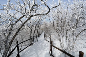 trail, Path, Fence, Trees, Winter, Snow, Orchard, Nature, Landscapes
