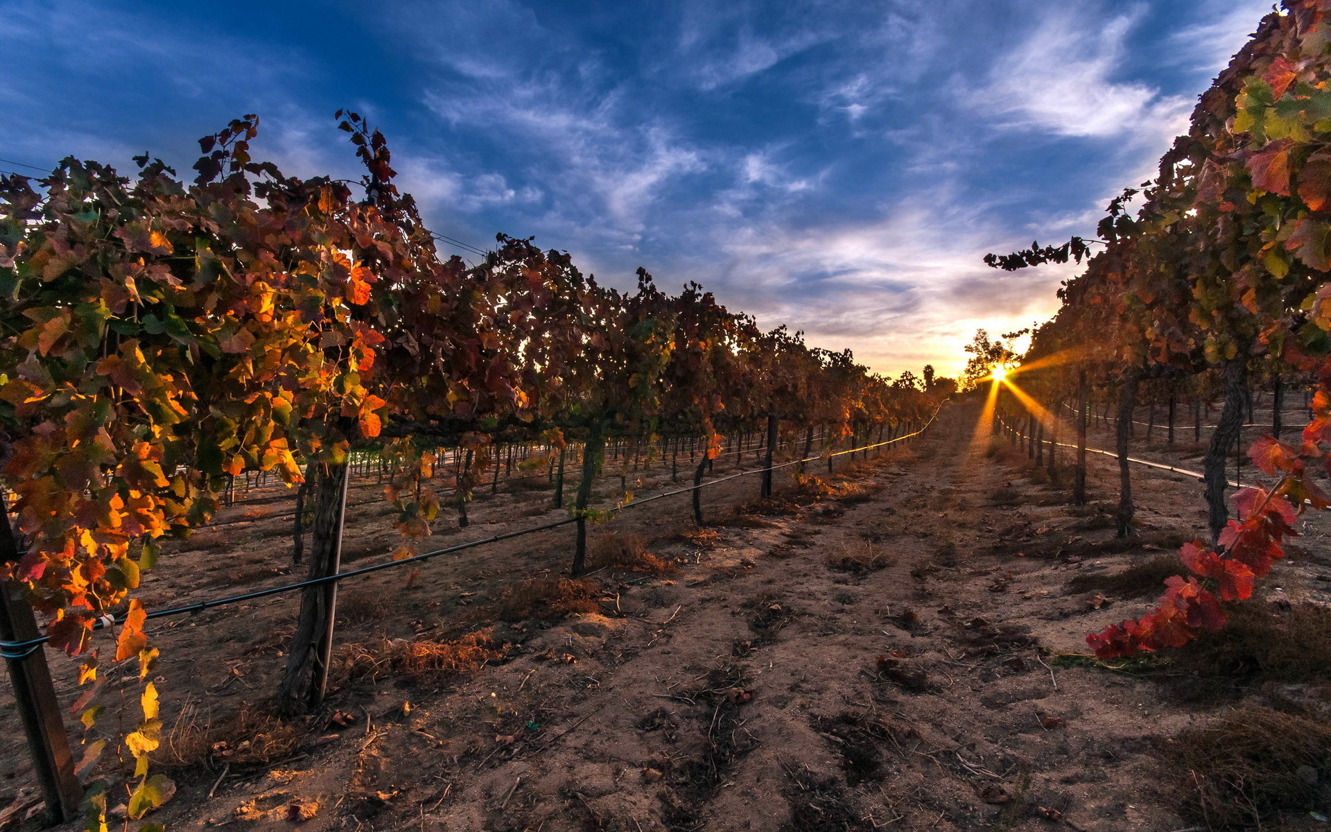 vineyard, Grapes, Fruit, Rows, Leaves, Landscapes, Nature, Sunrise, Sunset, Sky, Clouds Wallpaper