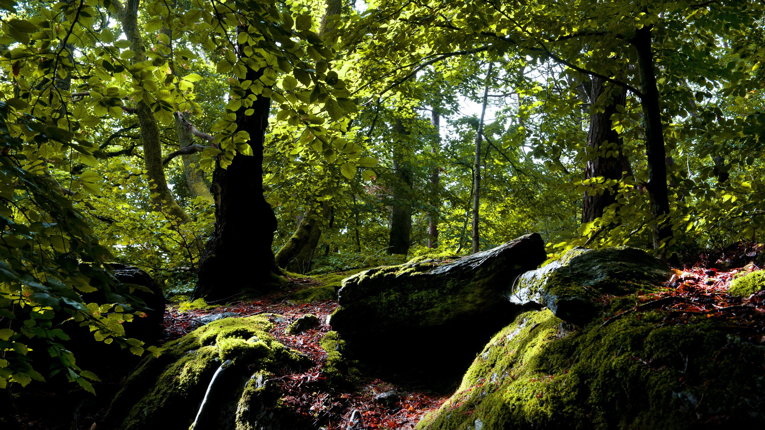 leaves, Nature, Landscapes, Trees, Forest, Woods, Stone, Rock Wallpaper