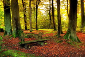 leaves, Trees, Forest, Woods, Sunlight, Autumn, Fall, Nature, Landscapes, Leaves, Bench
