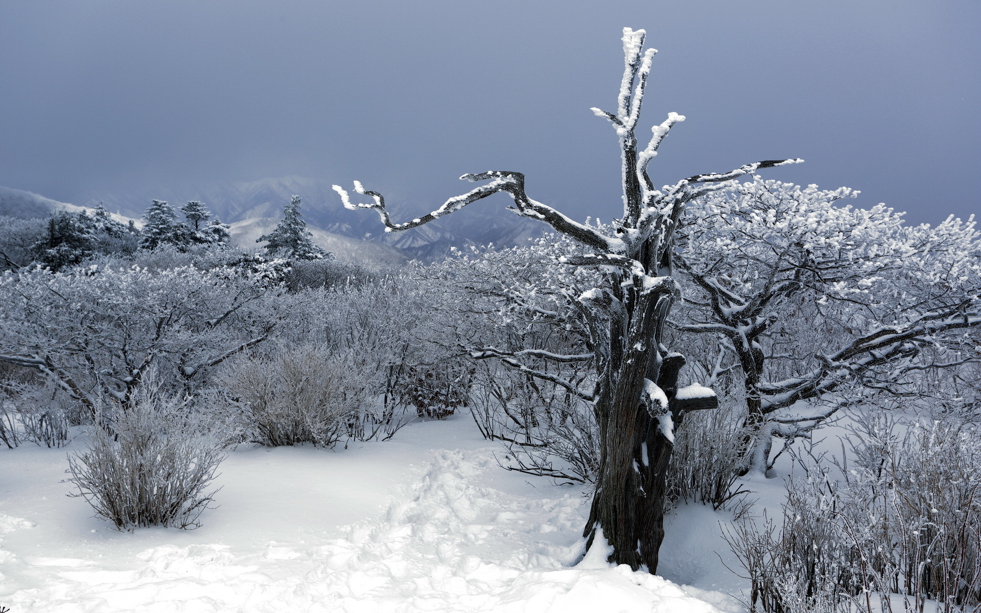 snow, Winter, Trees, Plants, Bush, Sky, Desert, Nature, Landscapes, Mountains Wallpaper