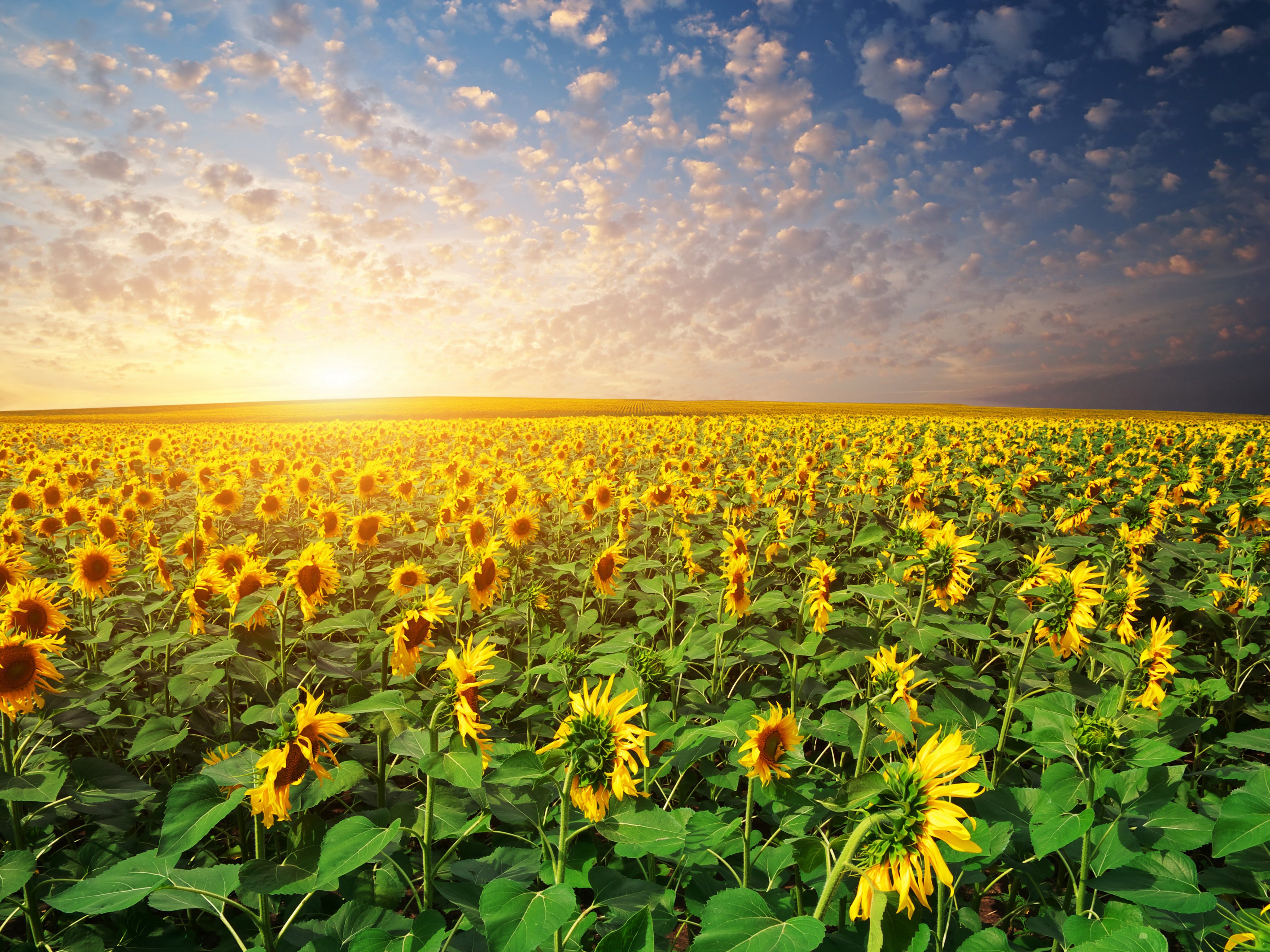 Scenery Fields Sunflowers Sunrises And Sunsets Sky Nature