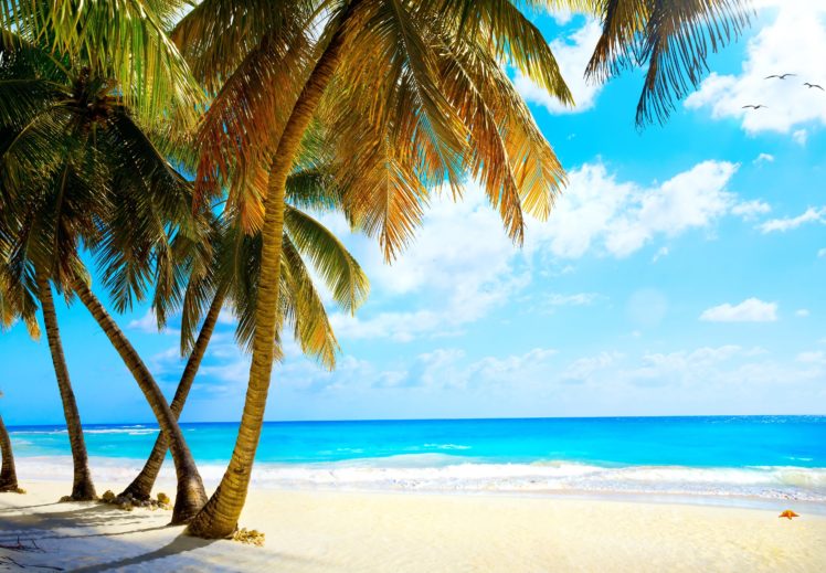 summer, Palms, Vacation, Tropical, Sea, Paradise, Beach, Ocean HD Wallpaper Desktop Background