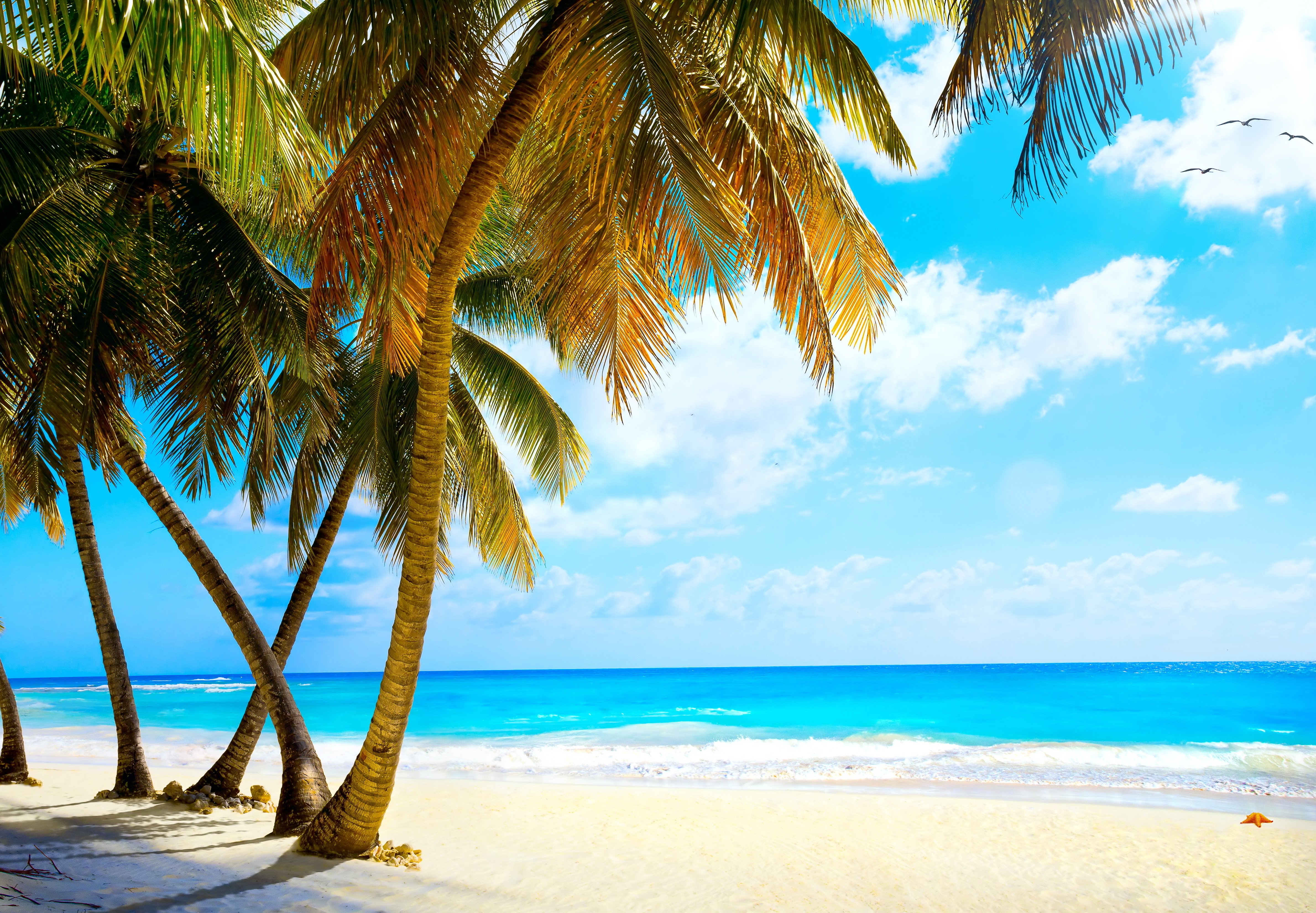 summer, Palms, Vacation, Tropical, Sea, Paradise, Beach, Ocean Wallpaper