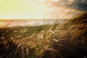 nature, Beach, Grass