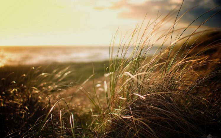nature, Beach, Grass HD Wallpaper Desktop Background