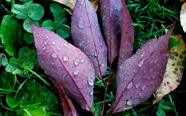 drop, Nature, Leaves, Water HD Wallpaper Desktop Background