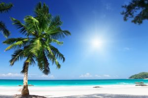 palm, Tree, Sunny, Beach, Seashore, Clear, Sky, Hdr, Ultrahd, Black, White, Hd, 4k, Wallpaper, 3840x2160