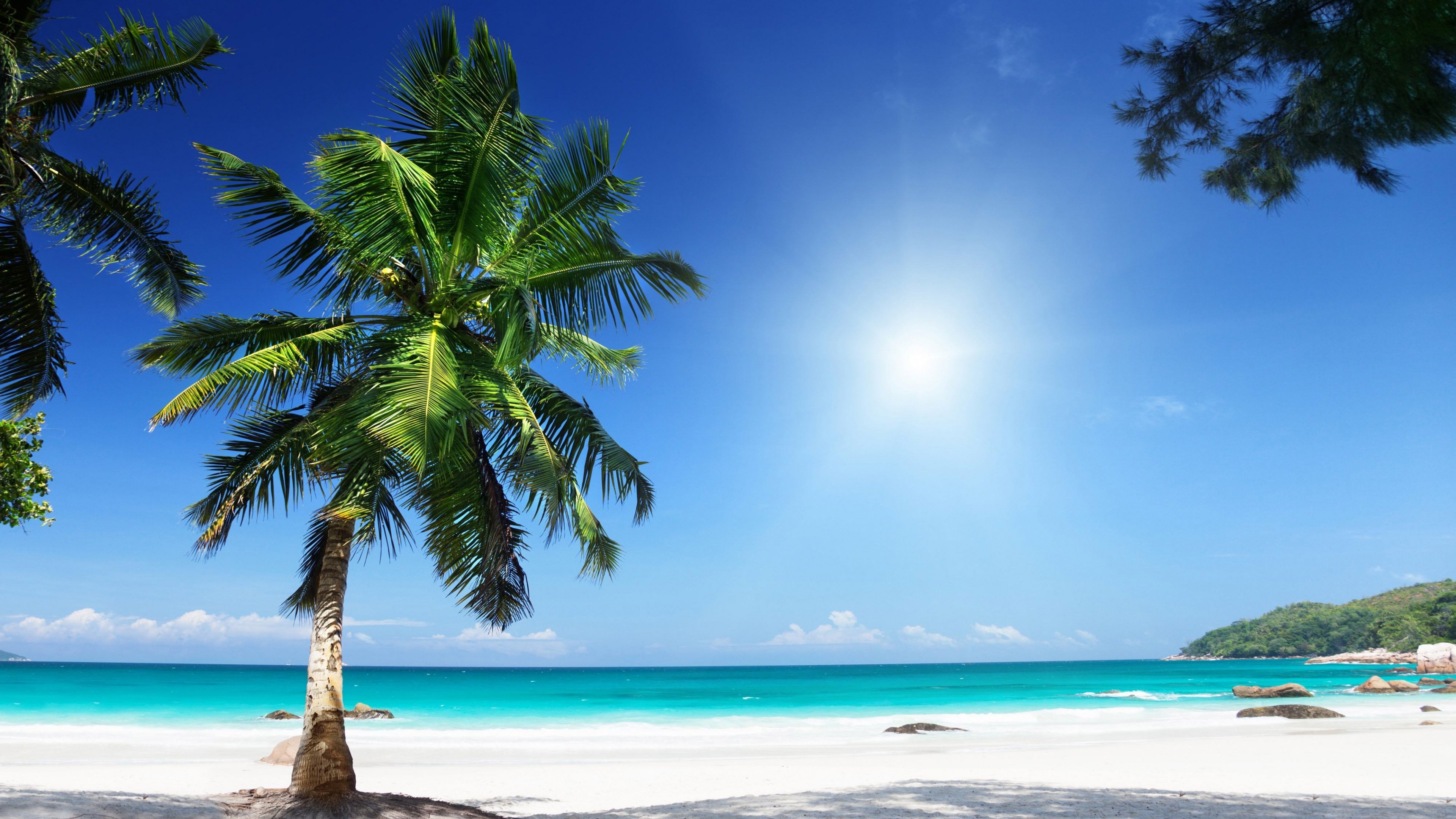 Thưởng thức một bức tranh đầy nắng và cây cọ trên bãi biển rực rỡ mà không cần phải rời khỏi nhà. Những hình nền về cọ, cây, nắng, bãi biển, bờ biển, trời trong, HDR, Ultrahd sẽ mang lại cho bạn cảm giác thư thái và bình yên.