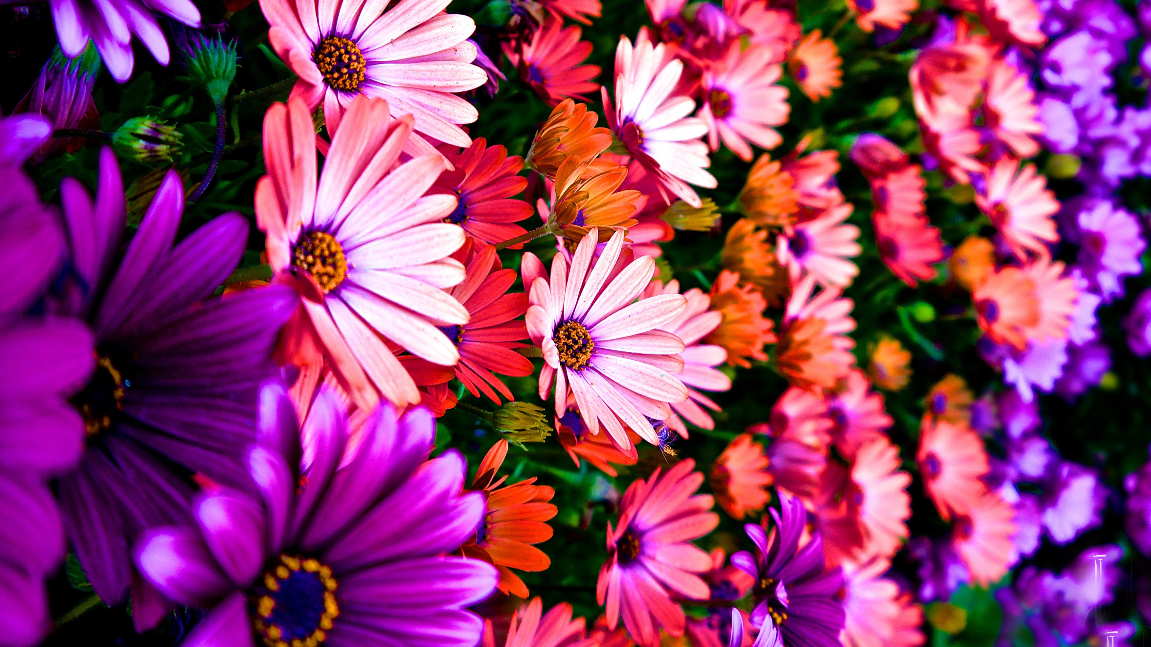 daisies, Flowers, Colorful, Pretty, Spring, Garden, Plenty, Hdr, Ultrahd, Black, White, Hd, 4k, Wallpaper, 3840x2160 Wallpaper
