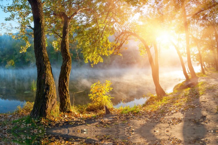 leaves, Landscape, Beautiful, Nature, Sunbeams, Sunlight, Autumn, Trees, Fog, Mist, Sunrise, Mood HD Wallpaper Desktop Background