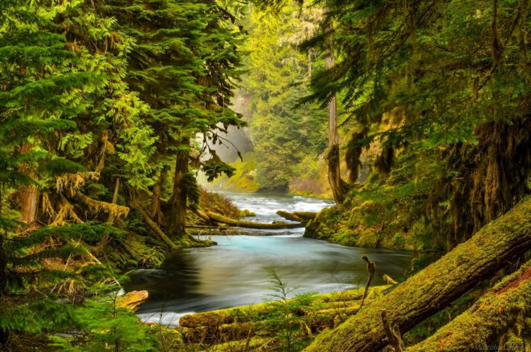 mckenzie, River, Oregon, Forest, River, Nature, Trees, Stones, Moss HD Wallpaper Desktop Background