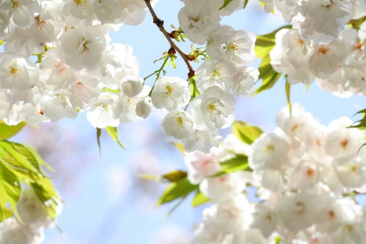 spring, Flowers, Petals, Cherry, Branches, Leaves, Bloom, Blossom HD Wallpaper Desktop Background