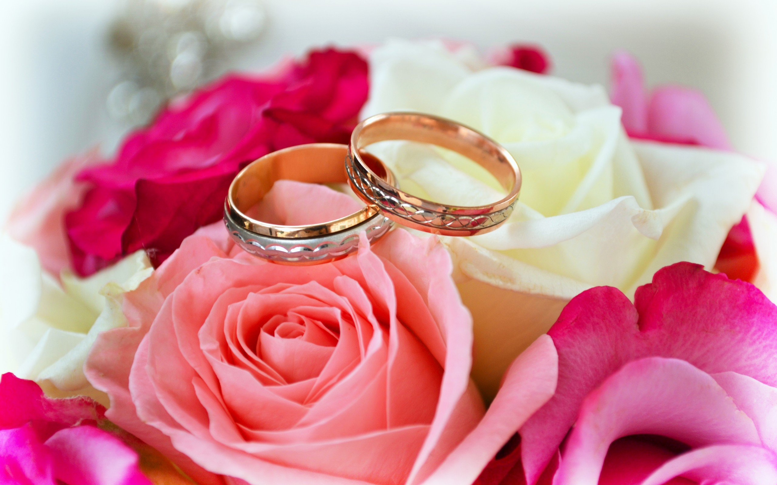 rings, Love, Roses, Flowers, Pink, Red, White, Forever, Merried Wallpaper